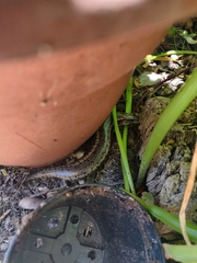 Chalcides ocellatus tiligugu