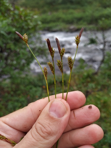 Carex sabynensis iNat (3)