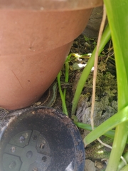 Chalcides ocellatus tiligugu