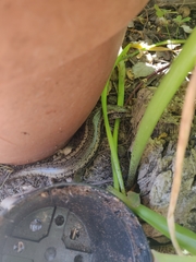 Chalcides ocellatus tiligugu