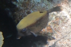 Ostracion cyanurus