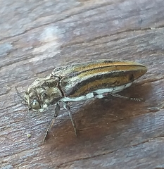 Alissoderus tessellatus