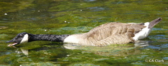 Branta canadensis