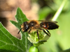Andrena florea