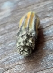 Alissoderus tessellatus