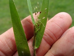 Dichanthelium praecocius