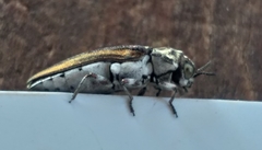 Alissoderus tessellatus