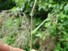 Dichanthelium praecocius