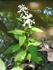 Iodanthus pinnatifidus