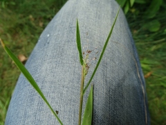 Dichanthelium praecocius