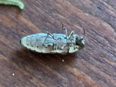 Alissoderus tessellatus