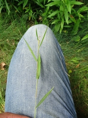 Dichanthelium praecocius