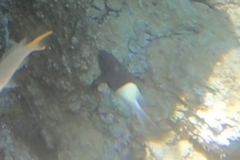 Pycnochromis dimidiatus