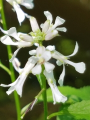 Iodanthus pinnatifidus