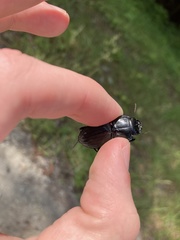 Pasimachus marginatus