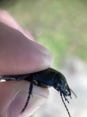 Pasimachus marginatus