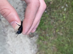 Pasimachus marginatus