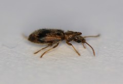 Notoxus desertus