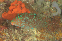 Canthigaster papua