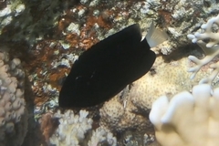 Pomacentrus albicaudatus