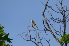 Carduelis carduelis