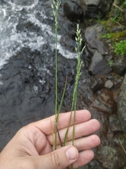 Poa alpigena