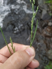 Poa alpigena