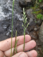 Poa alpigena