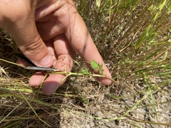 Astragalus distortus