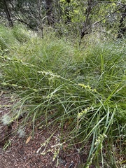 Carex divulsa divulsa