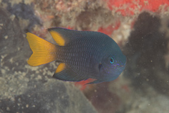 Pomacentrus philippinus