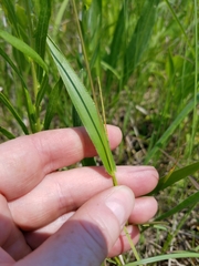 Dichanthelium leibergii