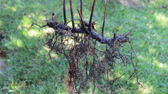 Cyclosorus interruptus