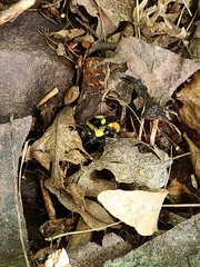 Bombus ternarius