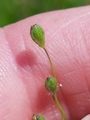 Dichanthelium leibergii