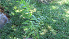 Cyclosorus interruptus