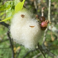 Andricus quercusramuli