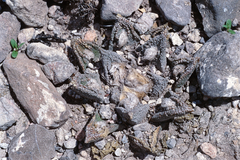 Ariocarpus bravoanus bravoanus
