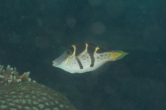 Paraluteres prionurus