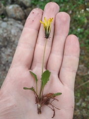 Taraxacum glabrum