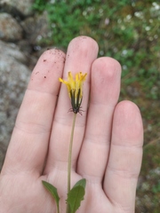 Taraxacum glabrum