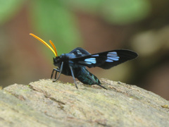 Cosmosoma flavicornis