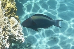 Cetoscarus bicolor