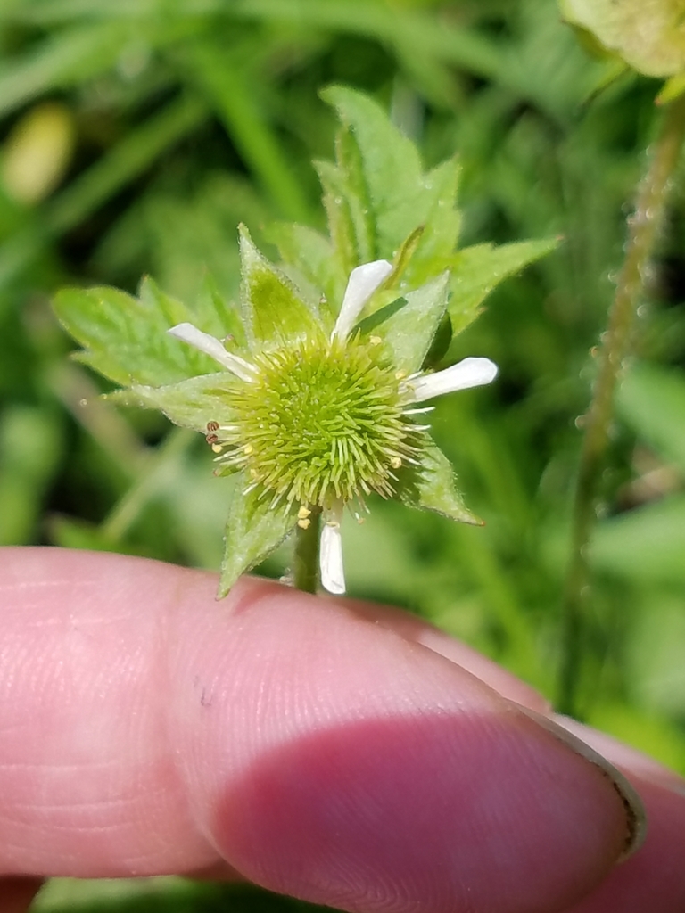 Geum laciniatum