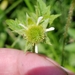 Rough Avens - Photo (c) Erin Faulkner, some rights reserved (CC BY-NC), uploaded by Erin Faulkner