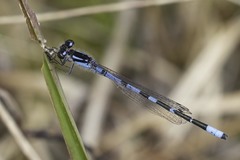 Enallagma recurvatum