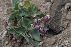 Asclepias eastwoodiana
