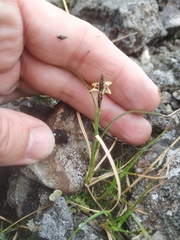 Carex rupestris