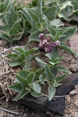Asclepias eastwoodiana