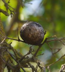 Andricus quercuscalifornicus